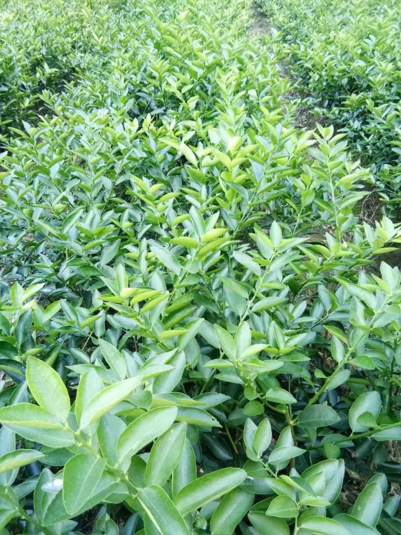 香水柠檬苗广东香水柠檬苗子弹头香水柠檬苗广东香水柠檬苗