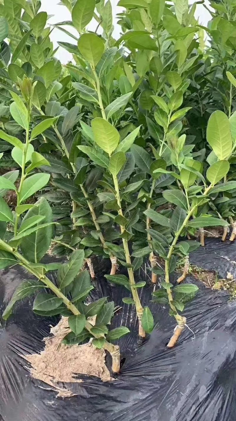 香水柠檬苗广东香水柠檬苗子弹头香水柠檬苗广东香水柠檬苗