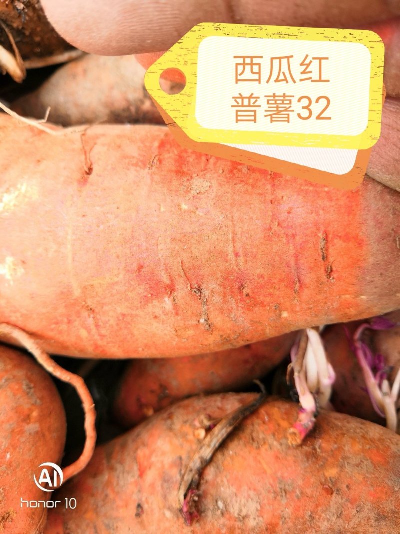秦薯5号红薯苗15~25cm