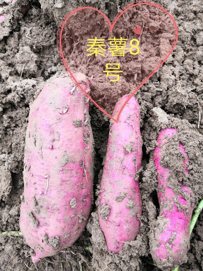 秦薯5号红薯苗15~25cm