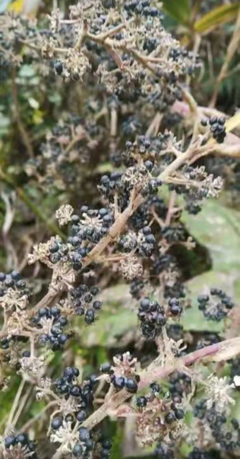 大通草苗通草种苗一手货源成活率高
