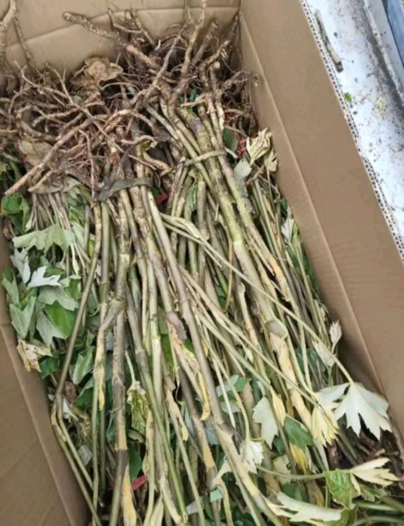 大通草苗通草种苗一手货源成活率高