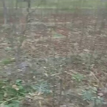 花椒树