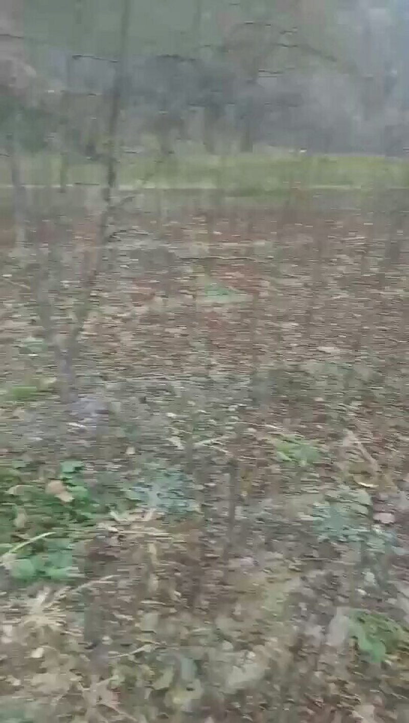 花椒树