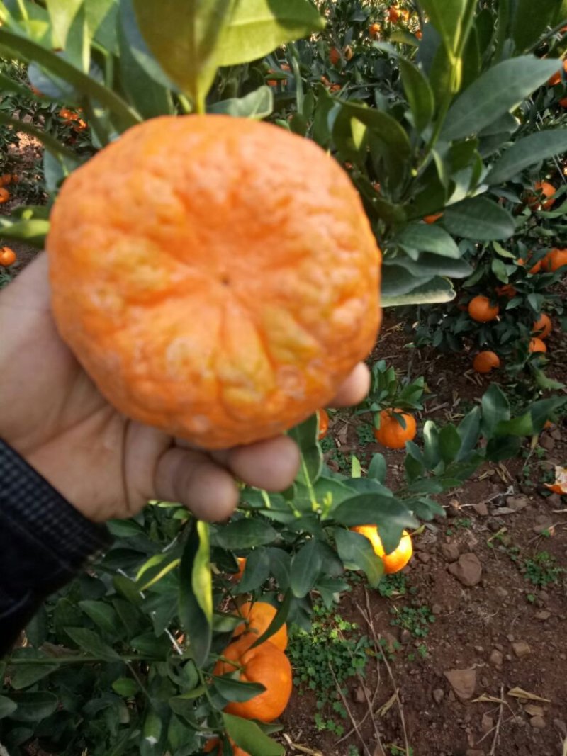 云南晚芦椪柑，大量上市了，谢谢全国各地的朋友，老板看货订
