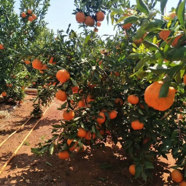 云南晚芦椪柑，大量上市了，谢谢全国各地的朋友，老板看货订