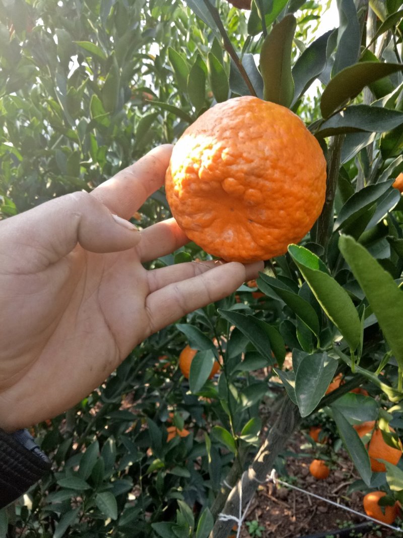 云南晚芦椪柑，大量上市了，谢谢全国各地的朋友，老板看货订