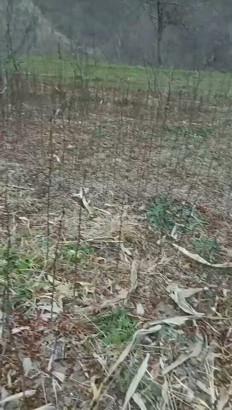 花椒树