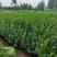 大叶黄杨苗分栽苗南北方种植绿化工程苗木四季常青