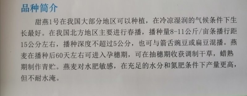 燕麦草甘肃燕麦草种子燕麦种子批发白燕麦种子批发种植基地
