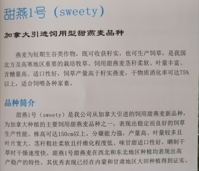 燕麦草甘肃燕麦草种子燕麦种子批发白燕麦种子批发种植基地