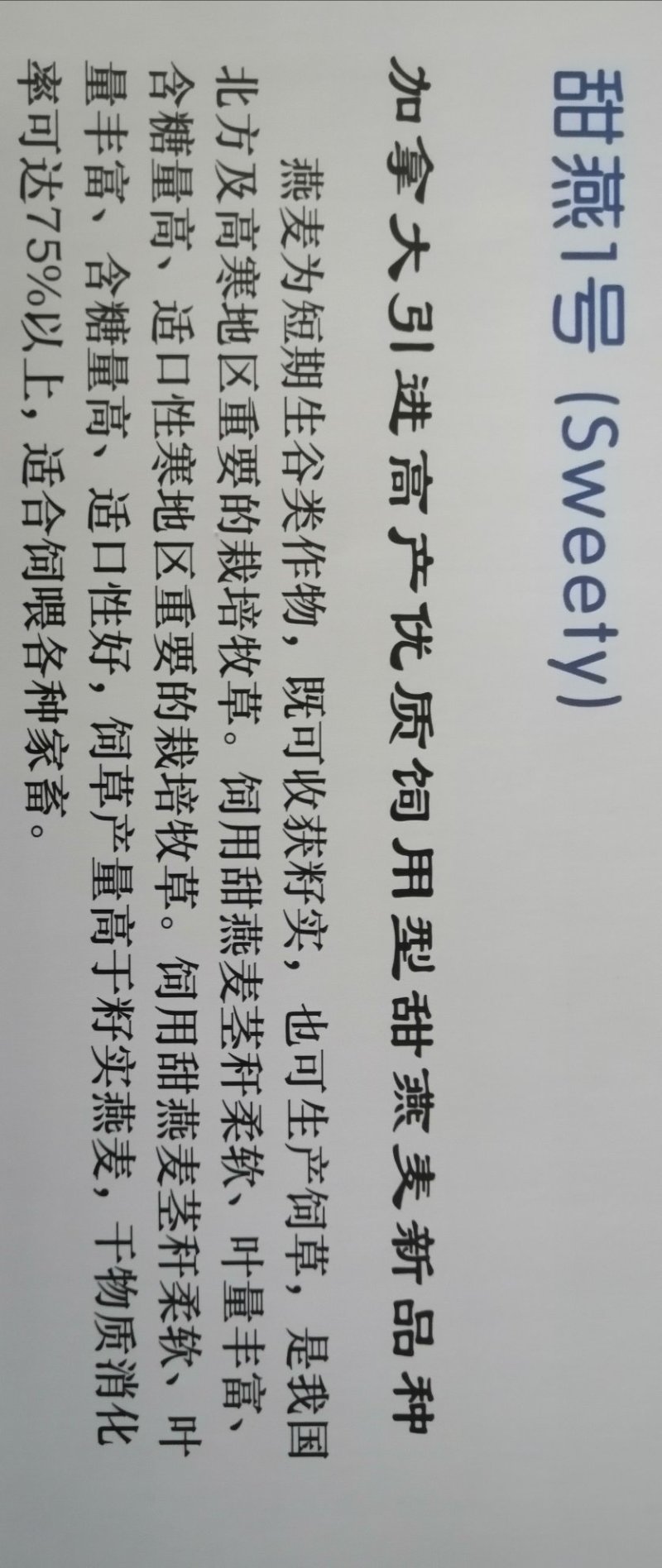 燕麦草甘肃燕麦草种子燕麦种子批发白燕麦种子批发种植基地