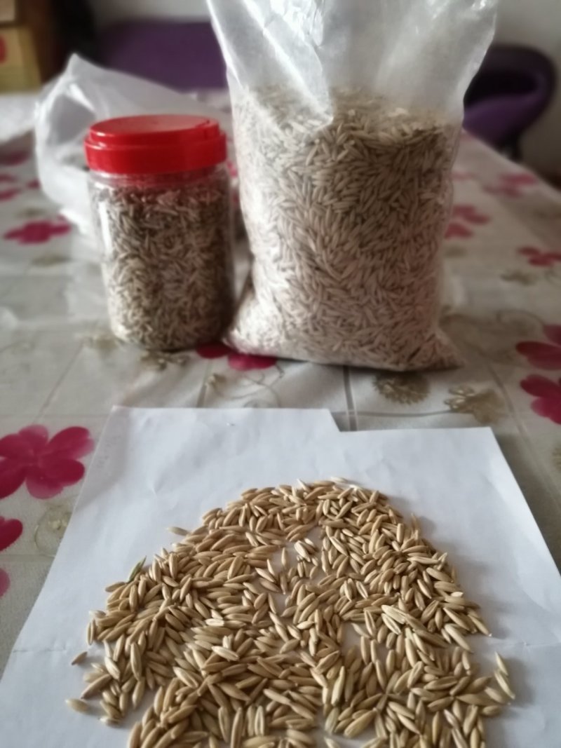 燕麦草甘肃燕麦草种子燕麦种子批发白燕麦种子批发种植基地