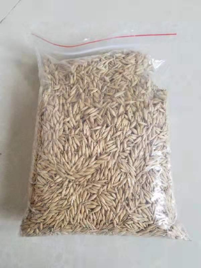 燕麦草甘肃燕麦草种子燕麦种子批发白燕麦种子批发种植基地