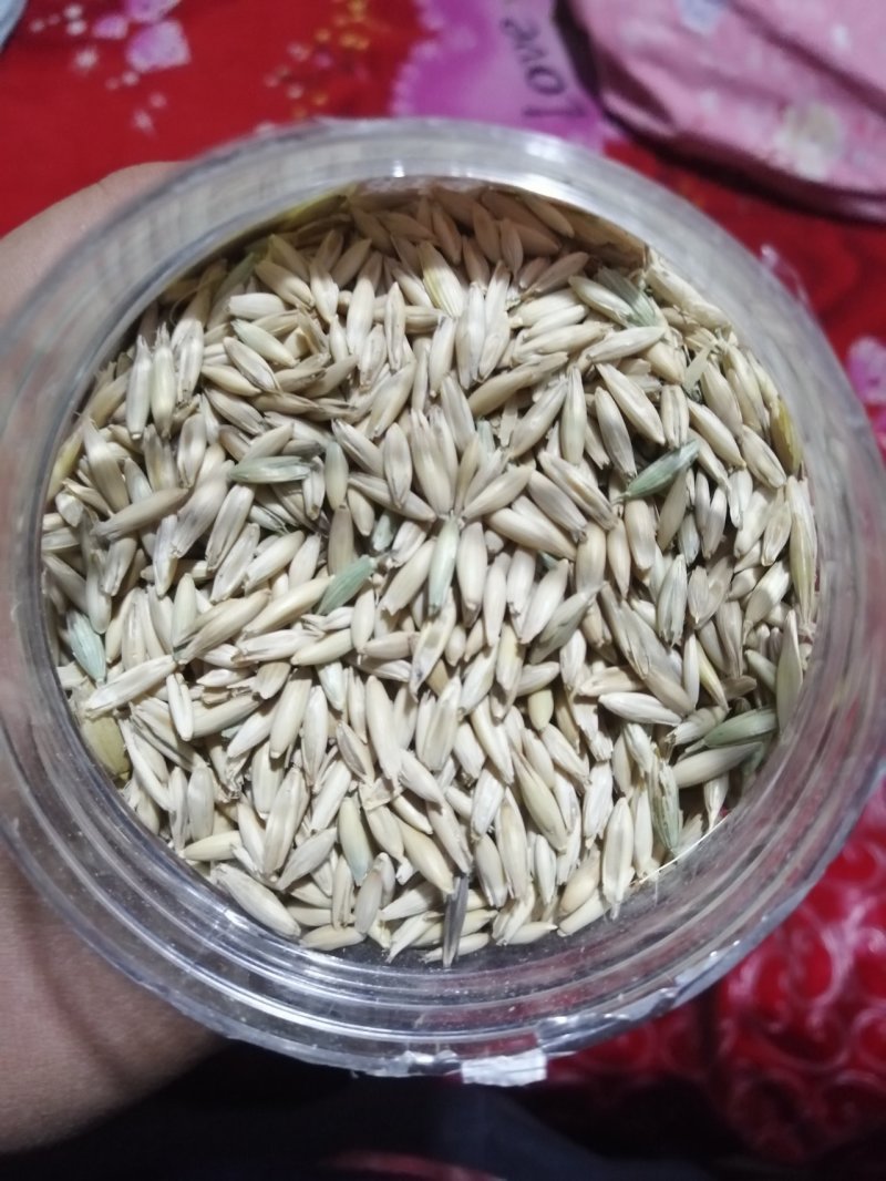 燕麦草甘肃燕麦草种子燕麦种子批发白燕麦种子批发种植基地
