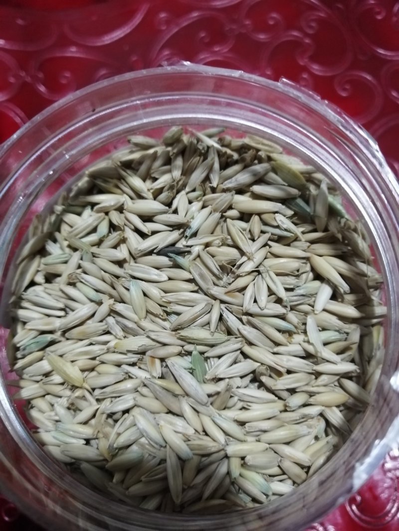 燕麦草甘肃燕麦草种子燕麦种子批发白燕麦种子批发种植基地