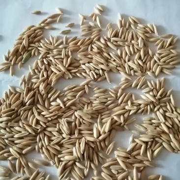 燕麦草甘肃燕麦草种子燕麦种子批发白燕麦种子批发种植基地