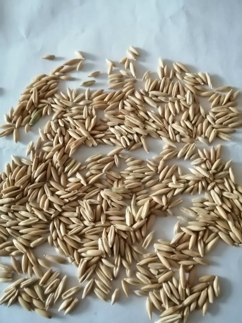 燕麦草甘肃燕麦草种子燕麦种子批发白燕麦种子批发种植基地