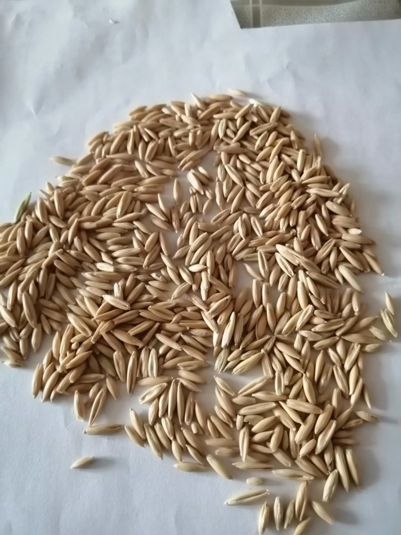 燕麦草甘肃燕麦草种子燕麦种子批发白燕麦种子批发种植基地