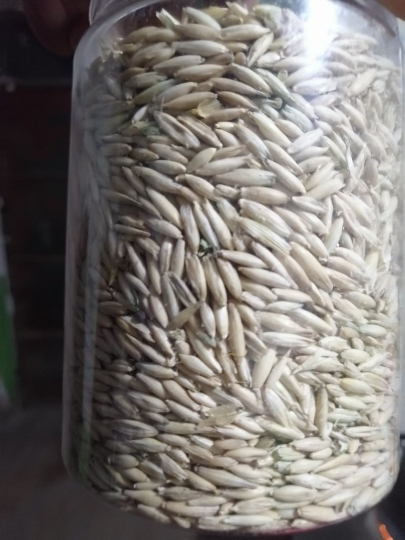 燕麦草甘肃燕麦草种子燕麦种子批发白燕麦种子批发种植基地