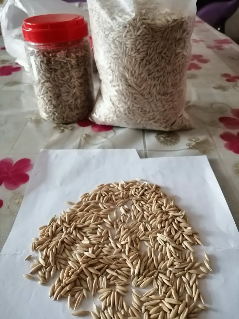 燕麦草甘肃燕麦草种子燕麦种子批发白燕麦种子批发种植基地