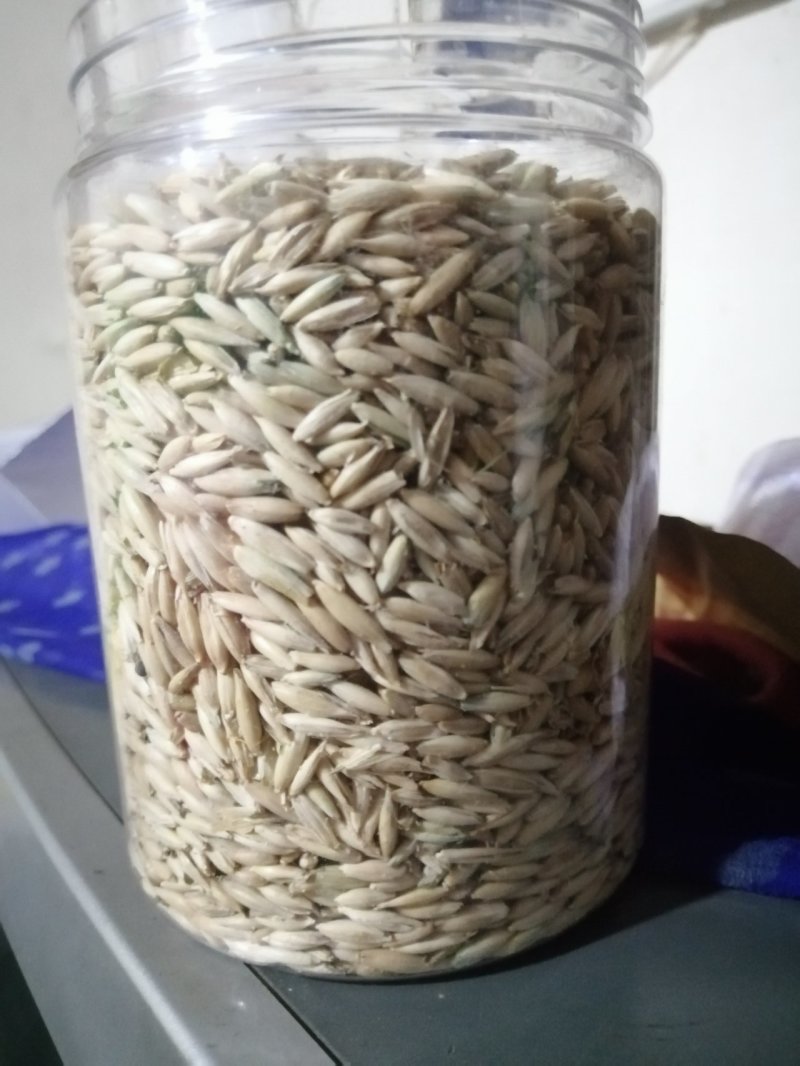 燕麦草甘肃燕麦草种子燕麦种子批发白燕麦种子批发种植基地