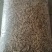 燕麦草甘肃燕麦草种子燕麦种子批发白燕麦种子批发种植基地