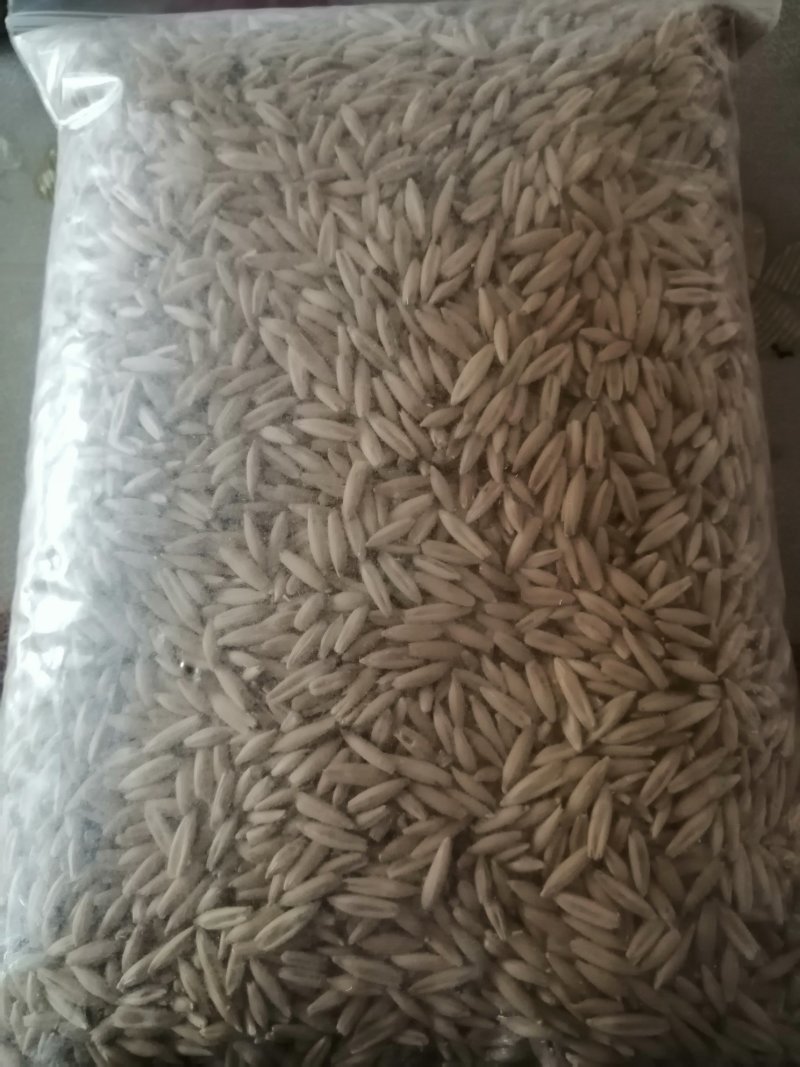燕麦草甘肃燕麦草种子燕麦种子批发白燕麦种子批发种植基地