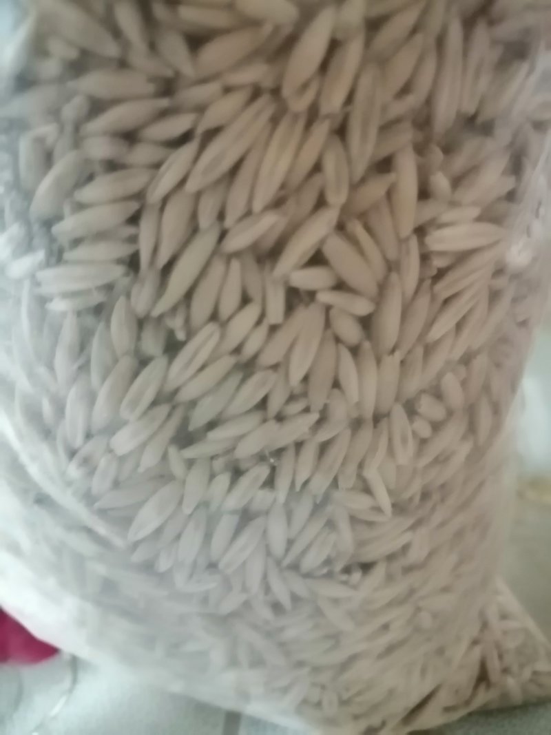燕麦草甘肃燕麦草种子燕麦种子批发白燕麦种子批发种植基地
