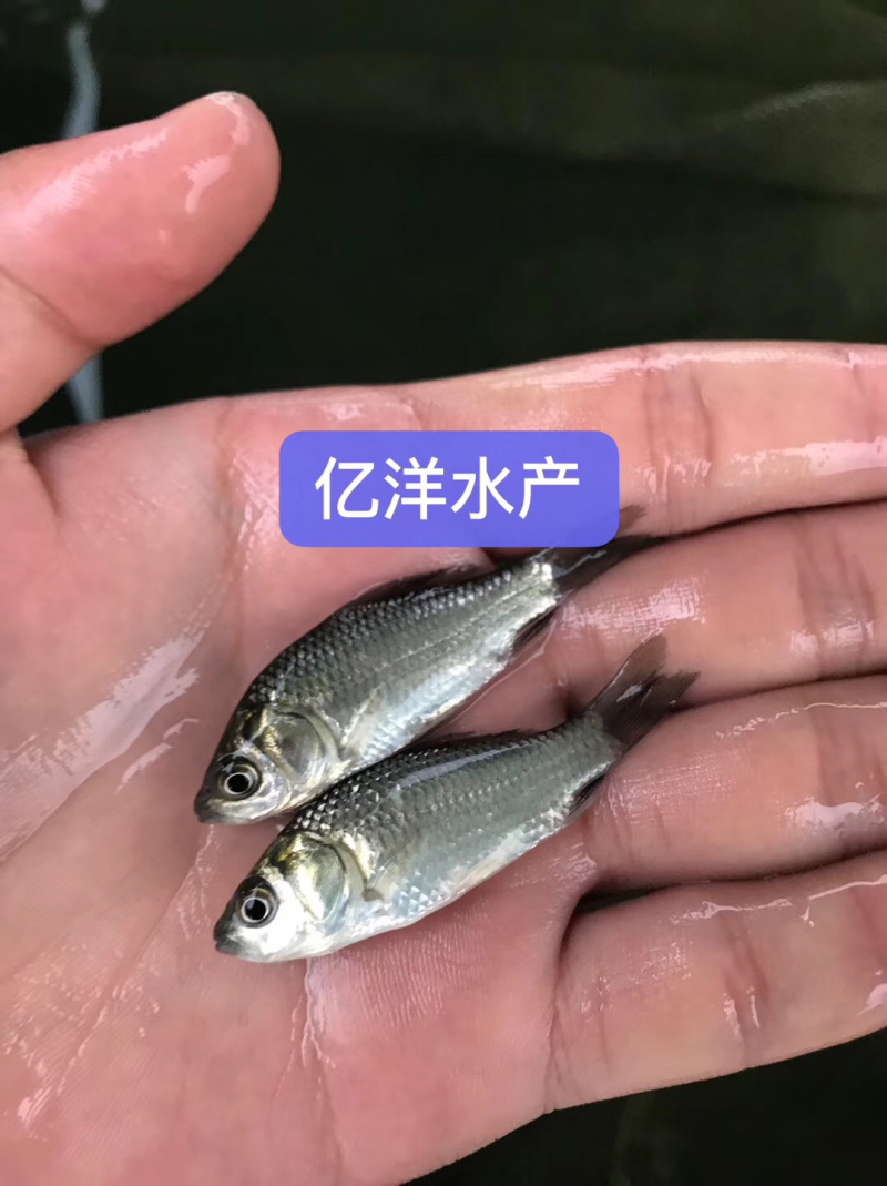 中科5号鲫鱼苗湘云鲫鱼苗全国发货包邮
