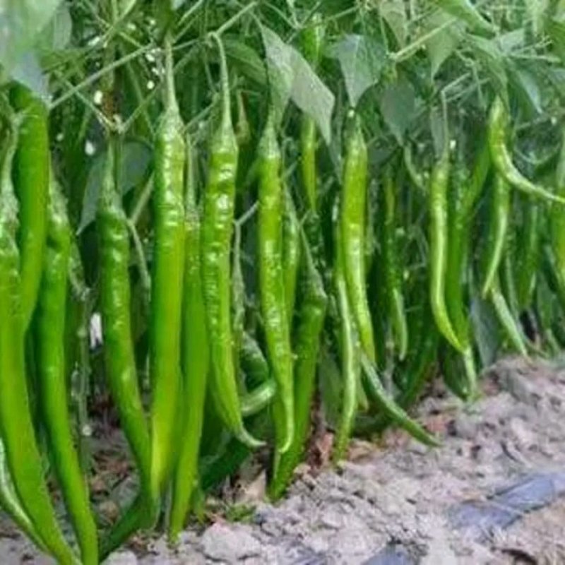鲜辣椒