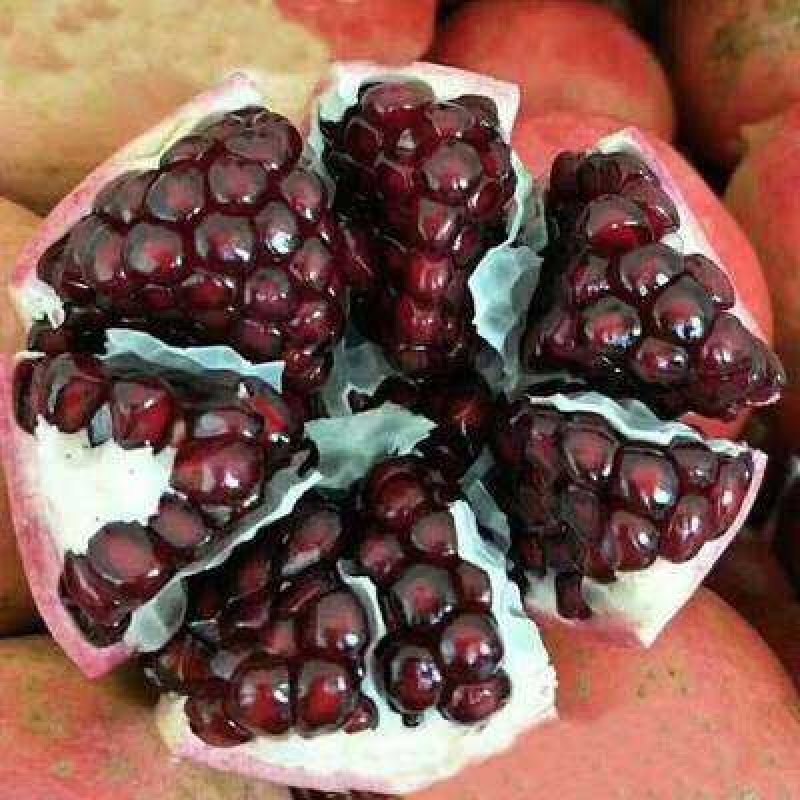 黑籽石榴树苗软籽无籽嫁接黑石榴苗当年四季结果南方北方庭院
