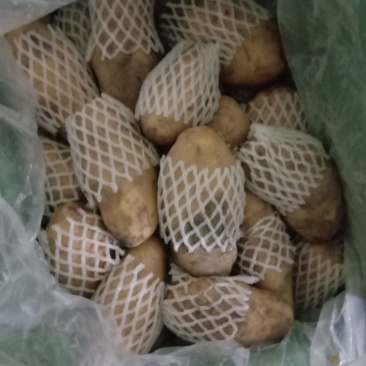 土豆