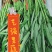 【精选空心菜】精品空心菜产地直发口感好诚信经营价格
