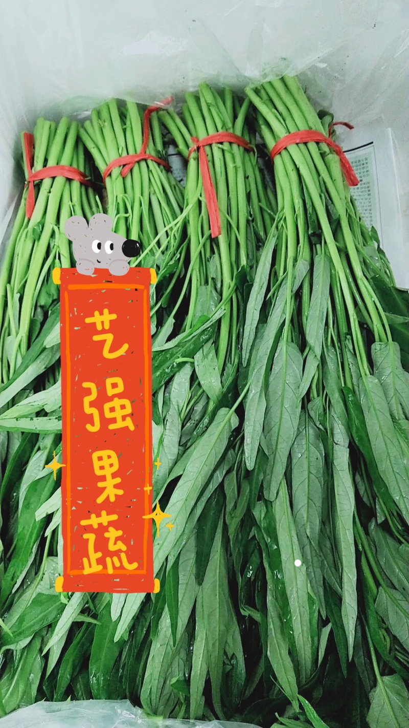 【精选空心菜】精品空心菜产地直发口感好诚信经营价格