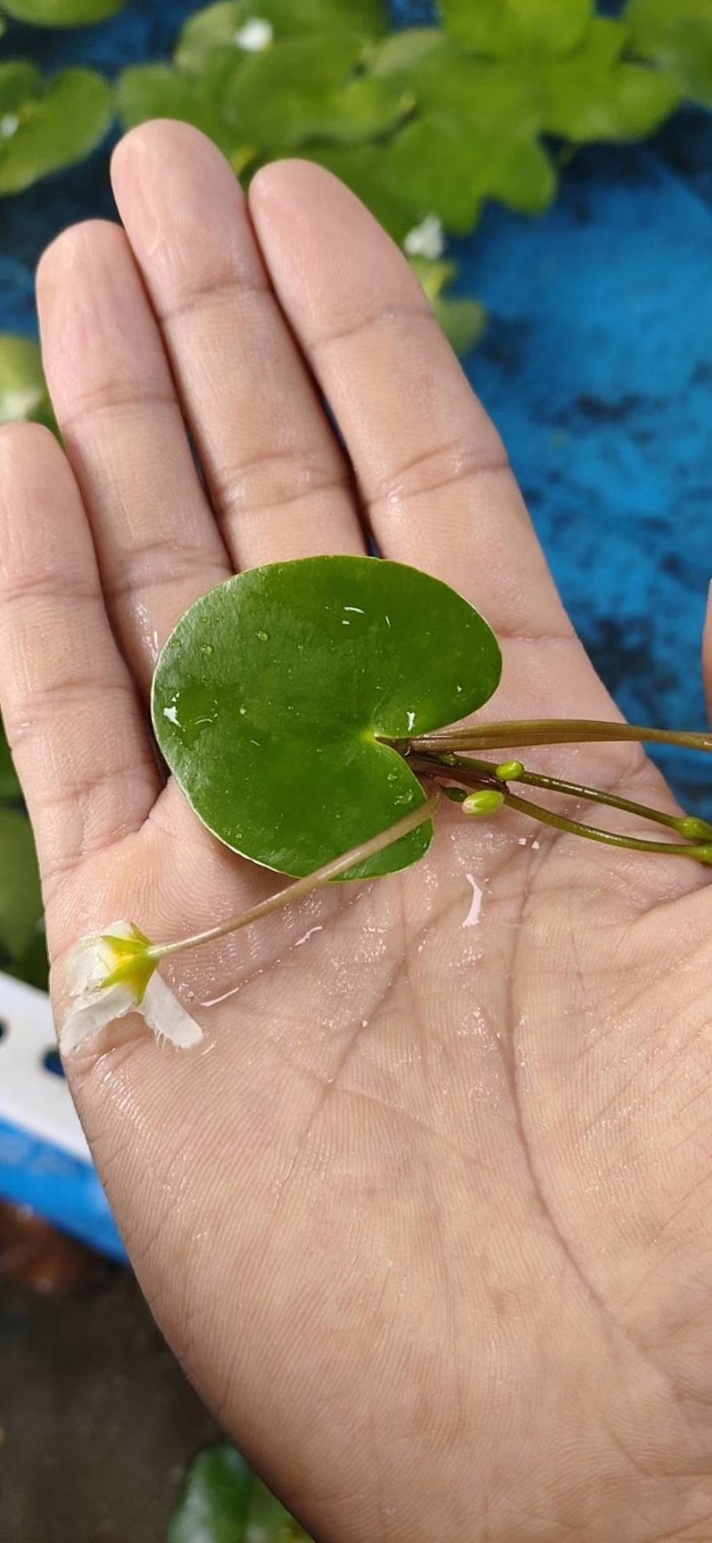 一叶莲