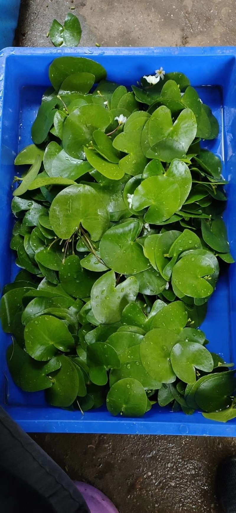 一叶莲