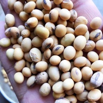 大豆双正压比，色选苏北杂花豆