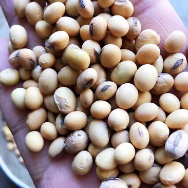 大豆双正压比，色选苏北杂花豆