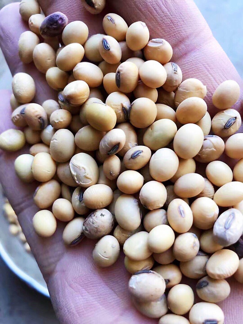 大豆双正压比，色选苏北杂花豆