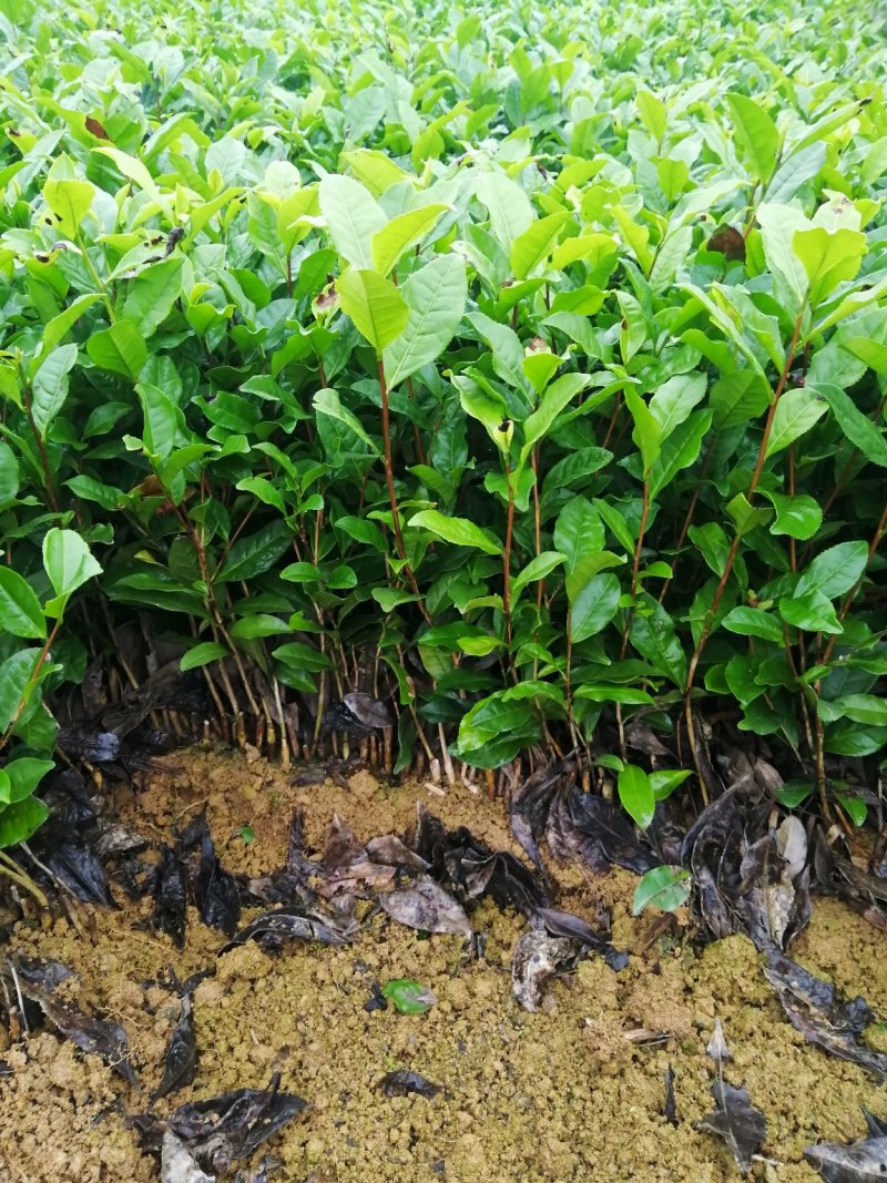 茶苗