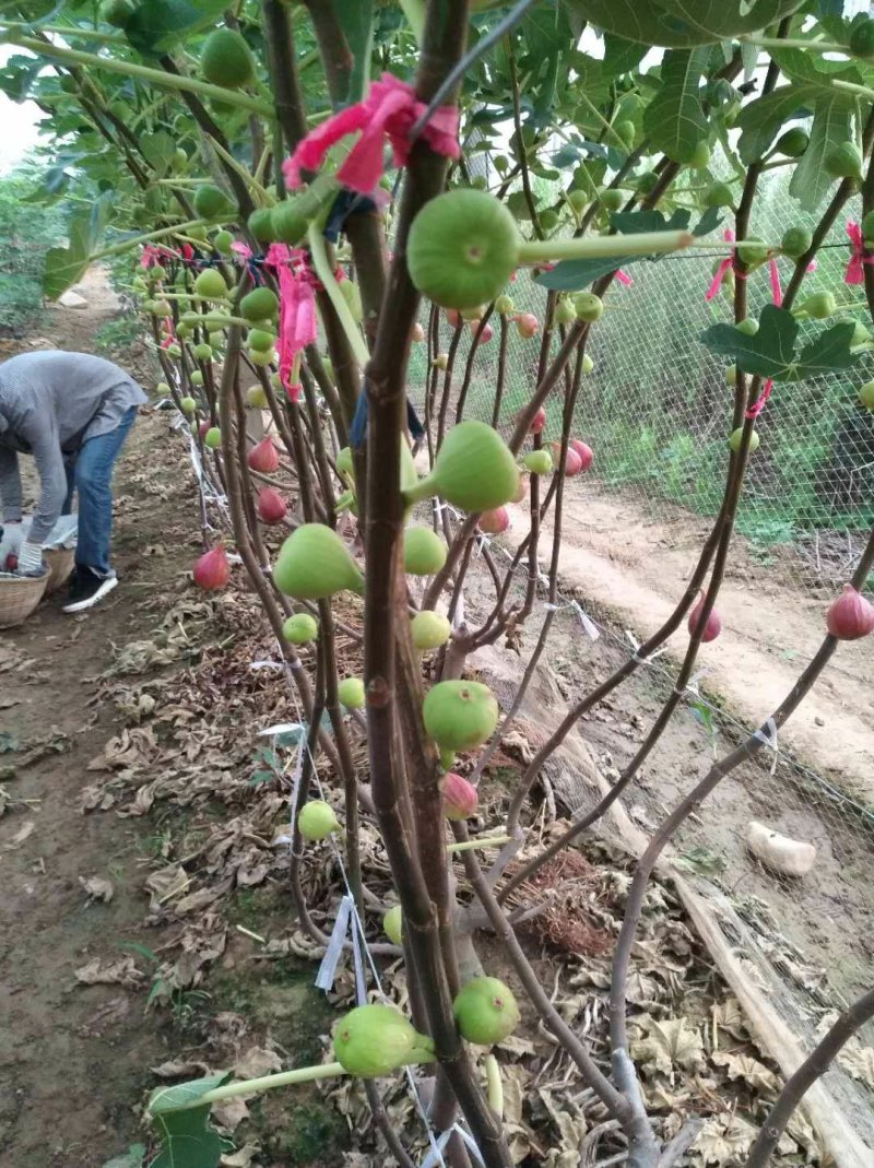 精品无花果苗，品种多样，包品种包成活包结果死苗包赔
