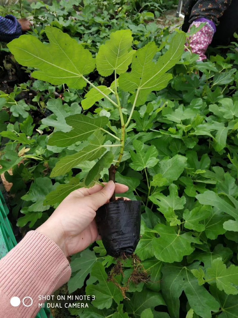 精品无花果苗，品种多样，包品种包成活包结果死苗包赔