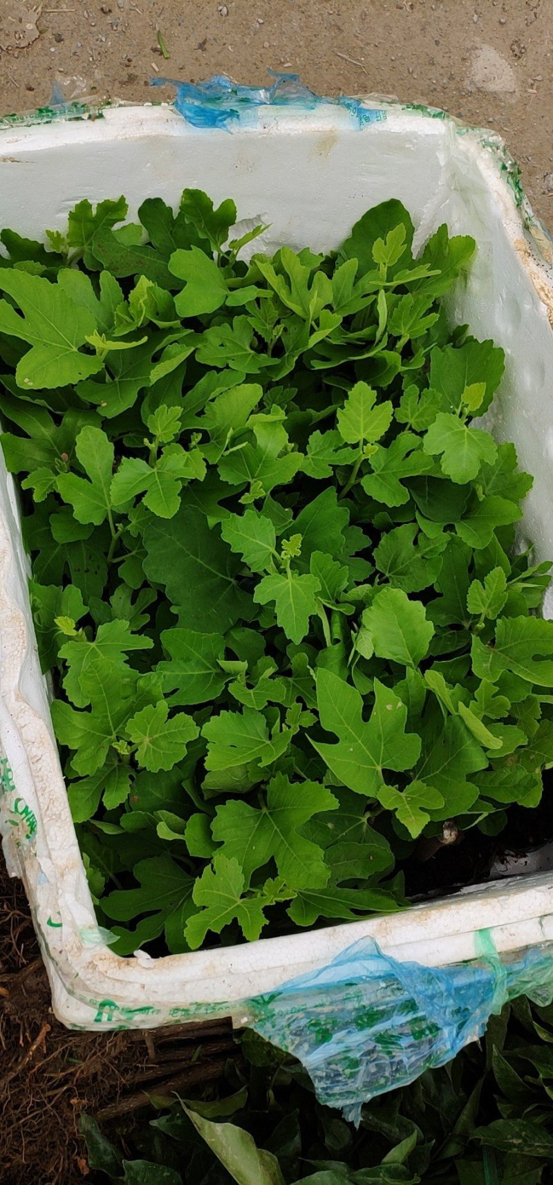 精品无花果苗，品种多样，包品种包成活包结果死苗包赔