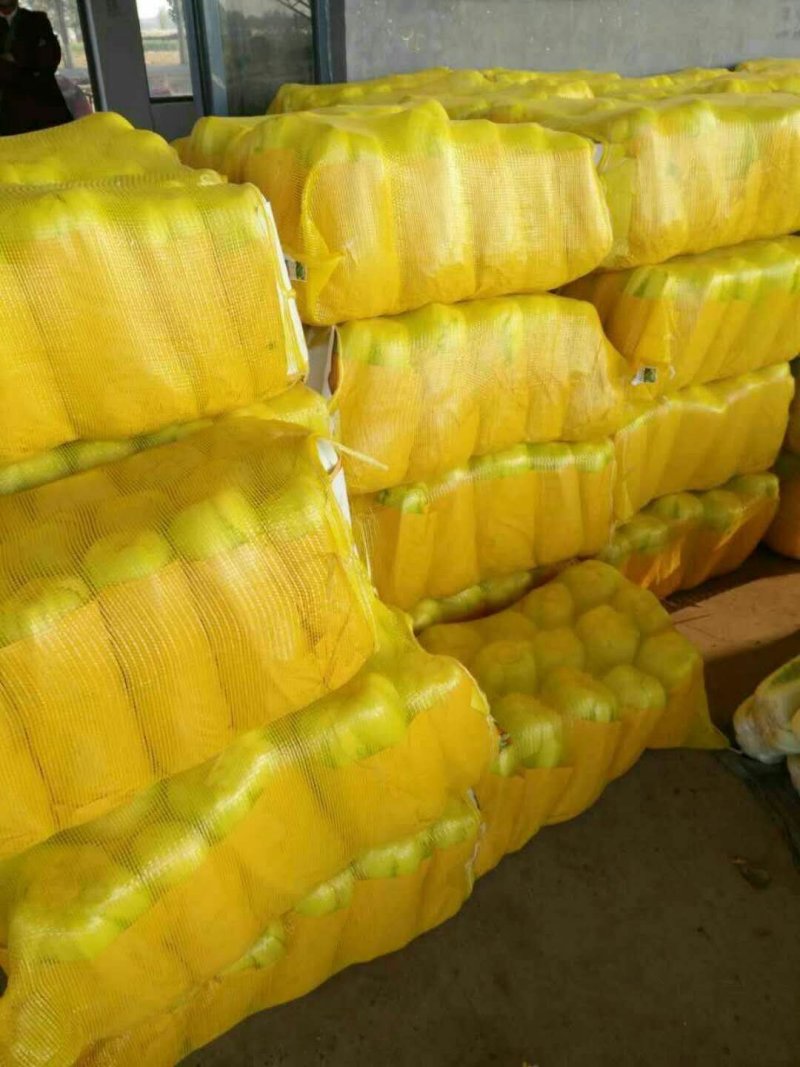 山东北京三号白菜大量供应货适合电商，超市市场欢迎客户选购