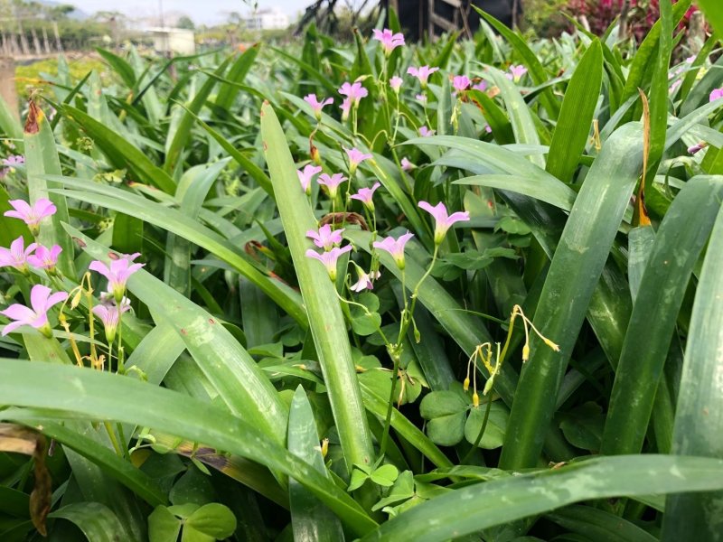 蜘蛛兰批发供应