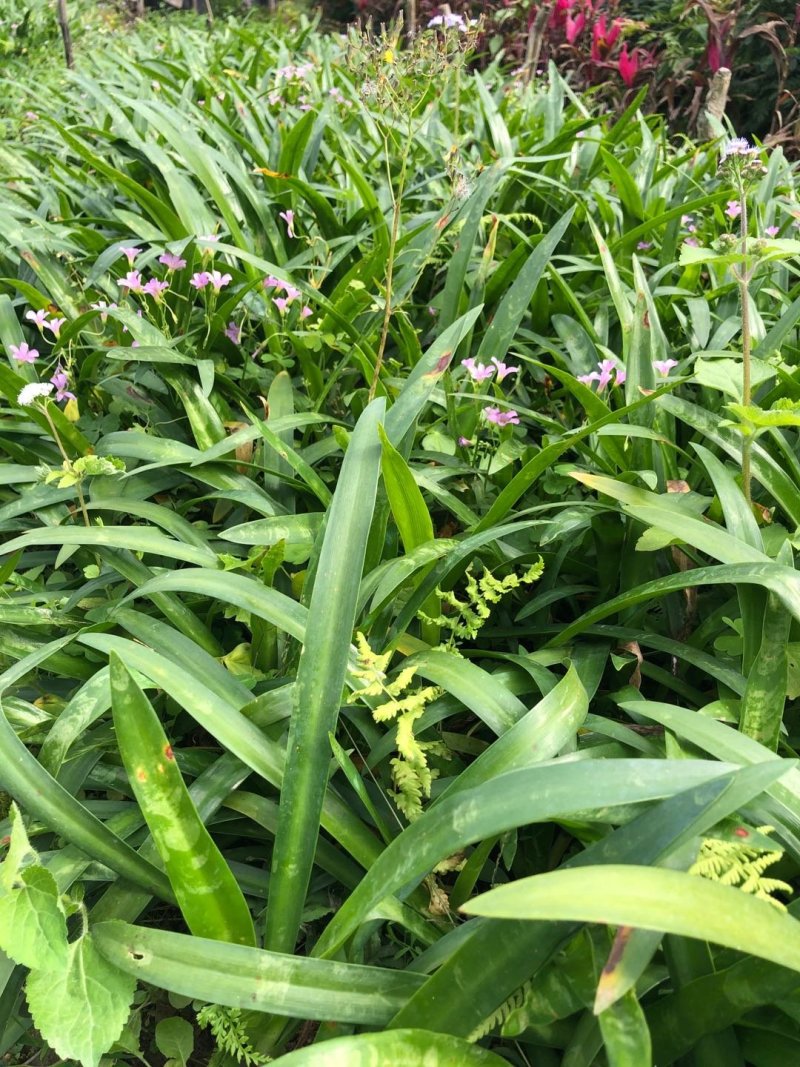 蜘蛛兰批发供应