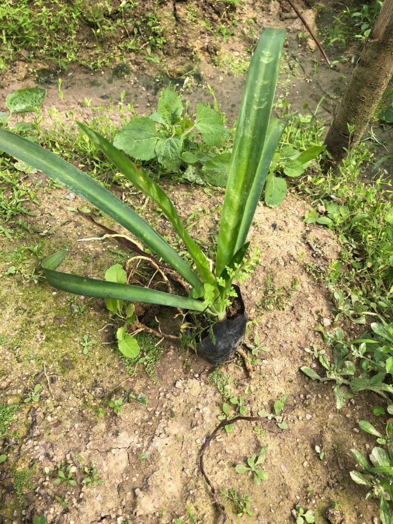 蜘蛛兰批发供应