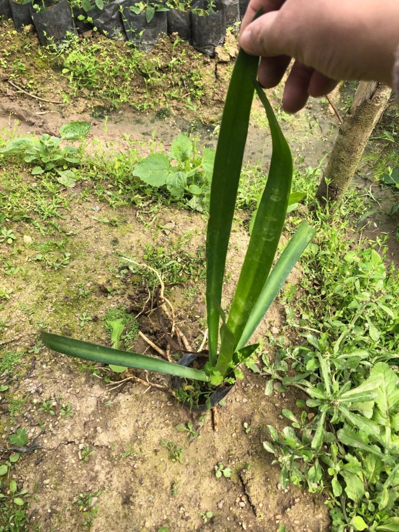 蜘蛛兰批发供应