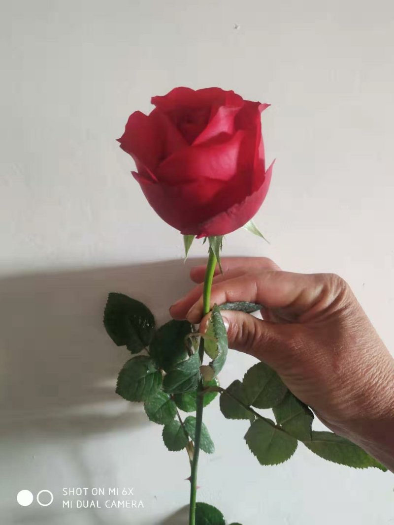 玫瑰鲜花花束婚庆用花家庭办公插花装饰团购批发